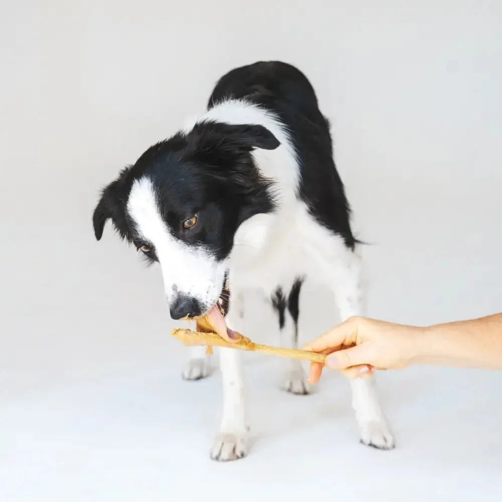 Playful border collie puppy with friendly nature chews bone toy