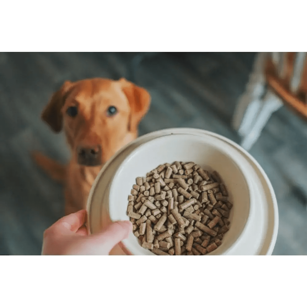 My Dog Has an Upset Stomach: Natural Remedies and When to Worry