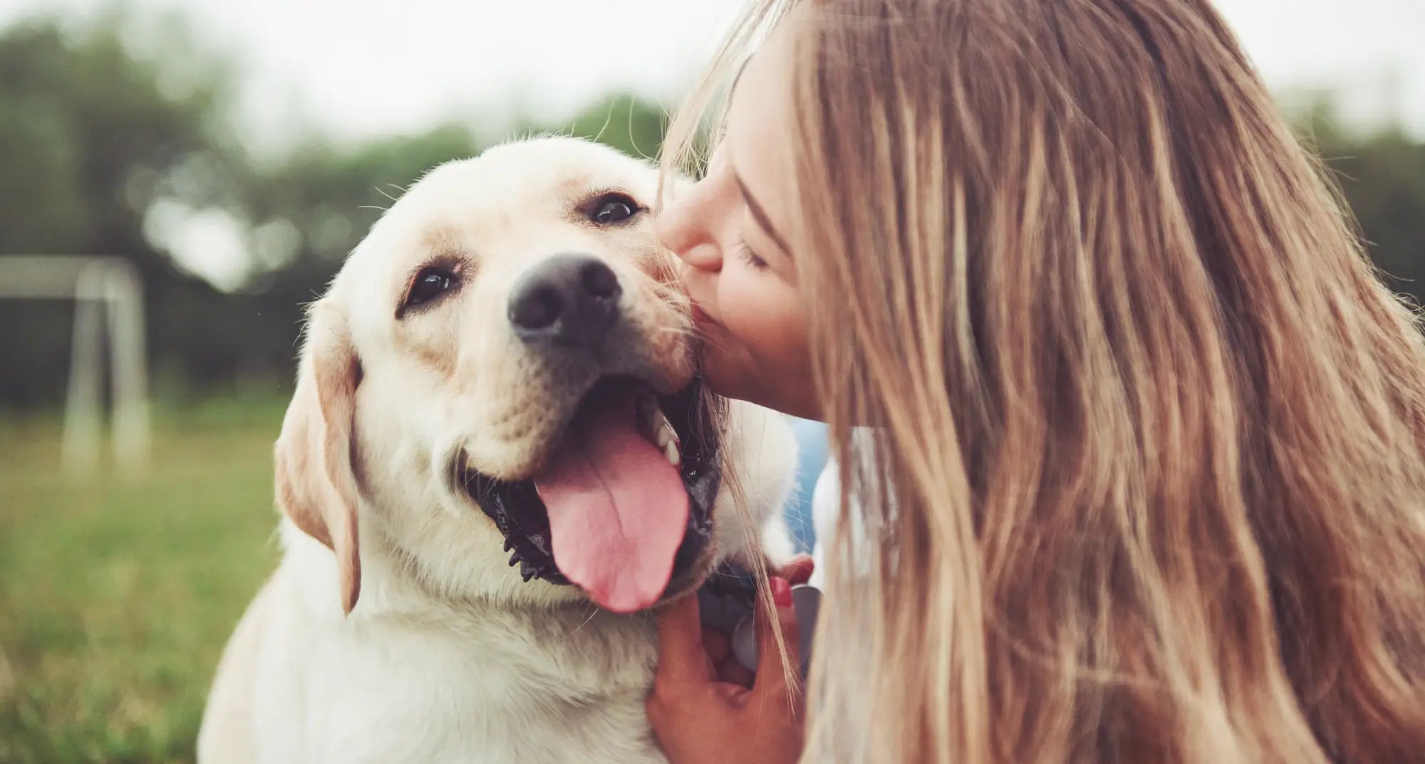 Golden retriever with white fur and brown eyes using natural solutions for chewing