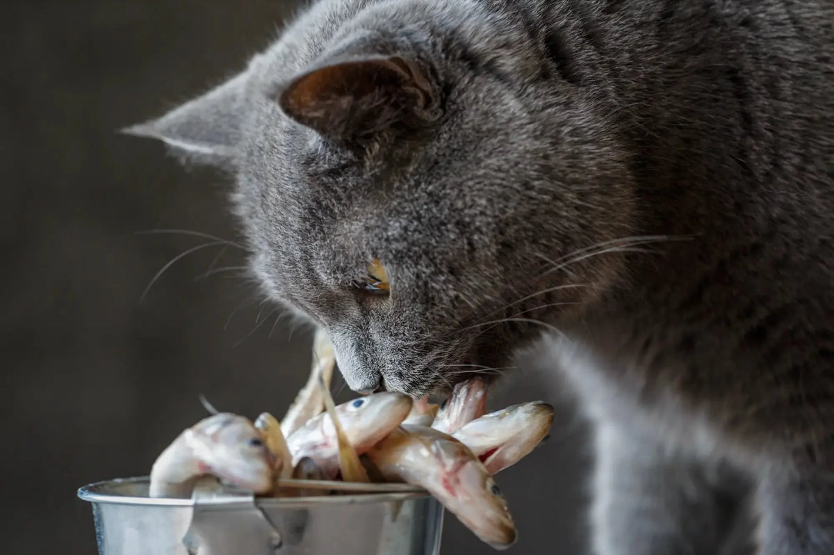 Gray natural cat eating fish from metal bowl in best cat food setup