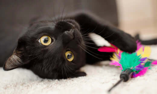 Black catnip feather toy in Glorious Gift Boxes for Cats treat variety bundle