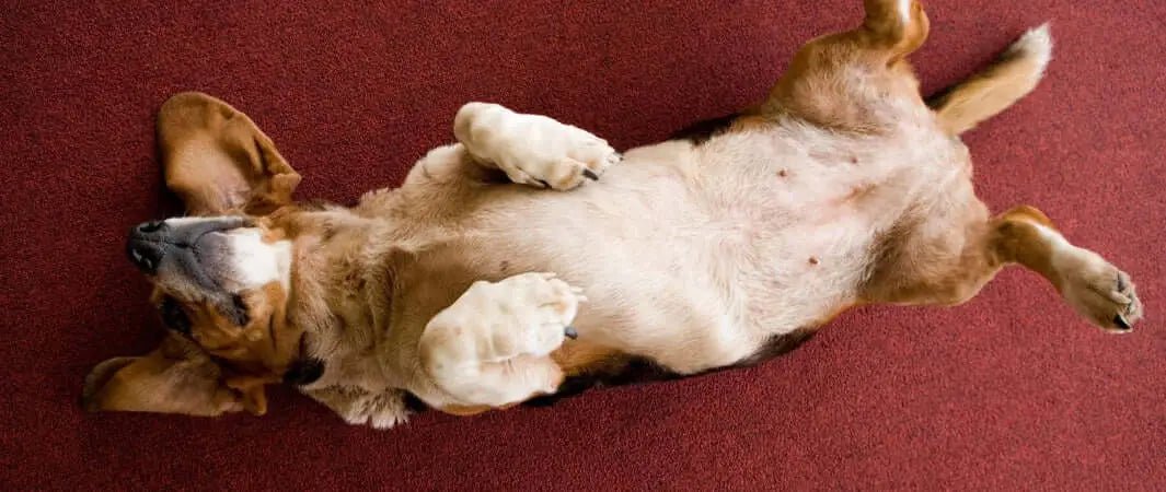 Red carpet dog toy with white fur and brown ears for sensitive stomachs
