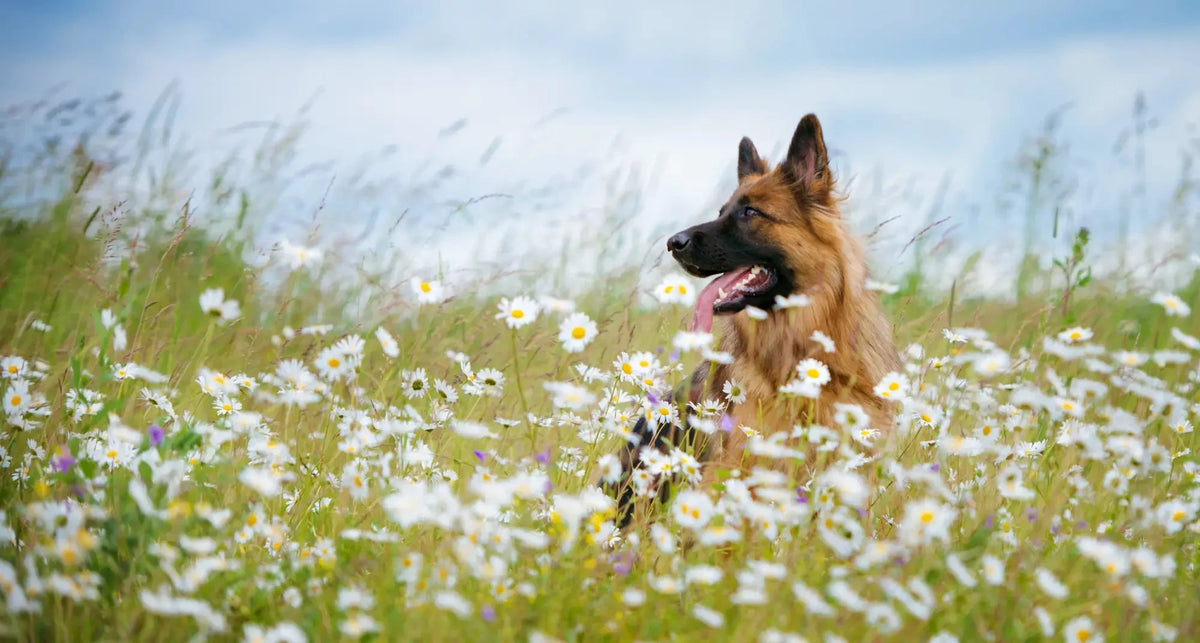 Golden Retriever in daisy field enjoying natural dog chews