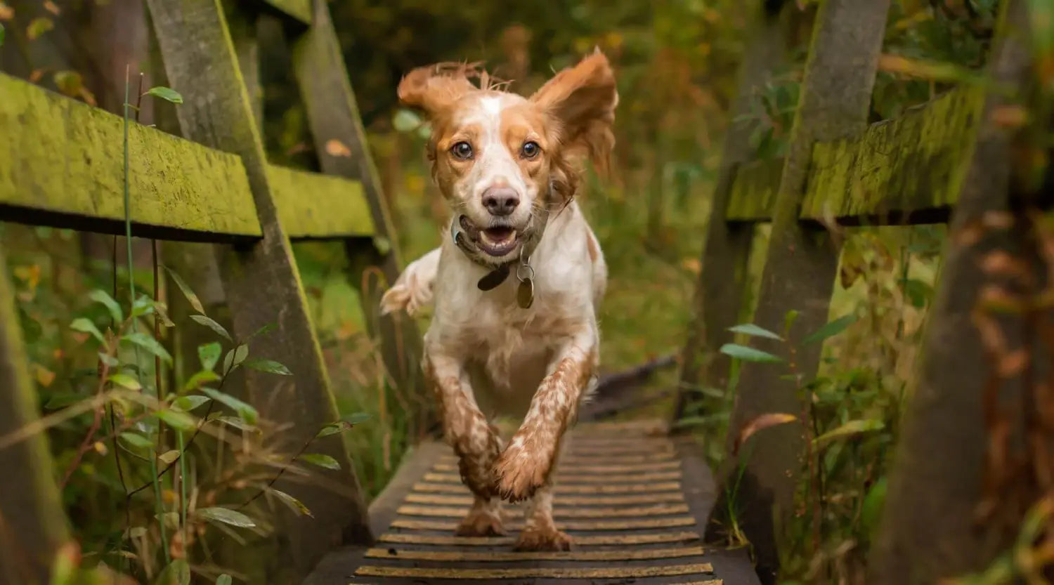 Dog crossing wooden bridge with Green & Wilds natural dog treats