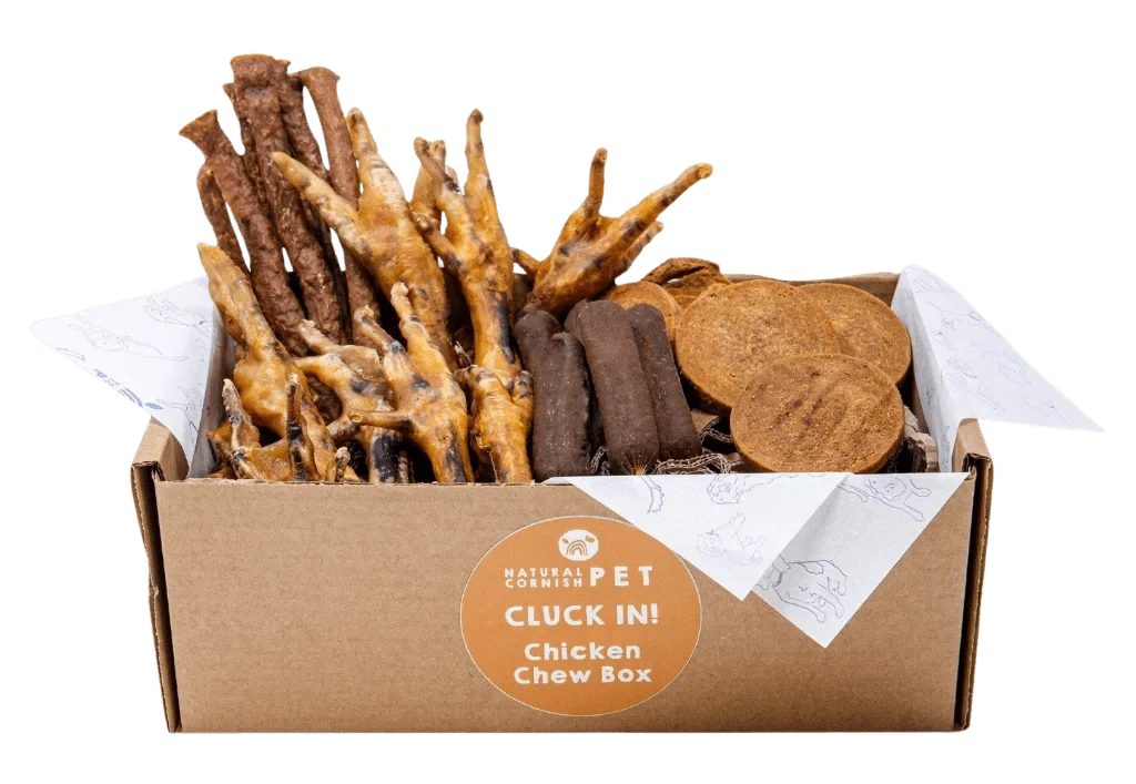 Natural Cornish pet cluck-in chicken chew box with compostable packaging