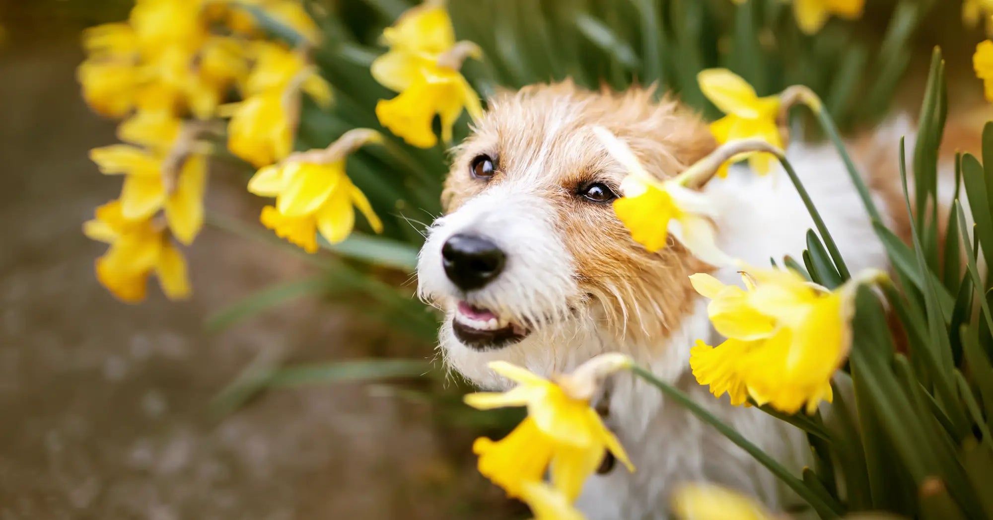 Yellow daffodil bouquet with green leaves and white dog in functional foods article