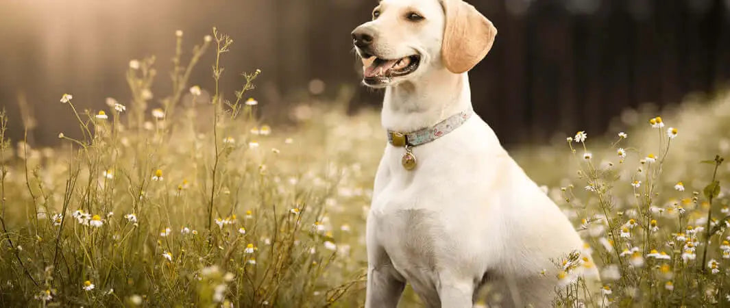 White dog collar with silver hardware for pet dental health