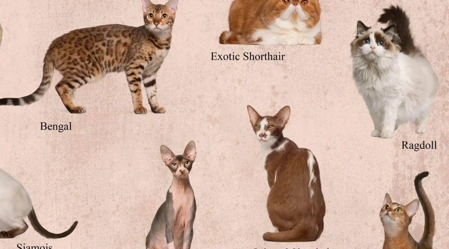 Fluffy exotic shorthair cat with orange and white fur, among popular cat breeds.