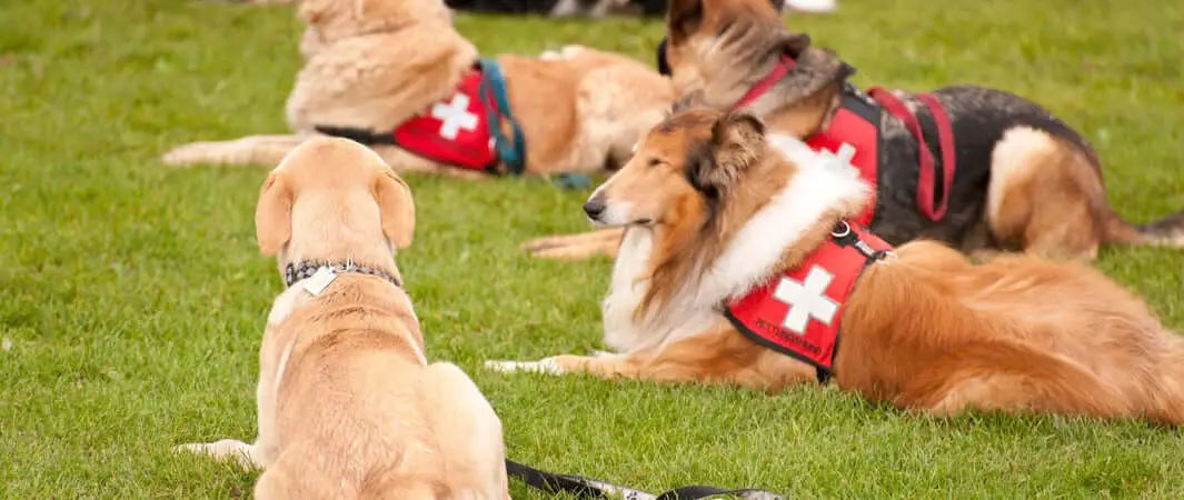 Red Cross service dog vest with black trim in Cornwall search rescue team