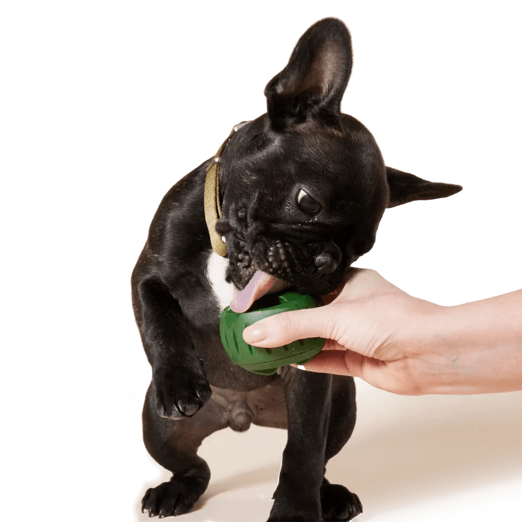 Sustainable green rubber dog toy for pet care, textured for grip.