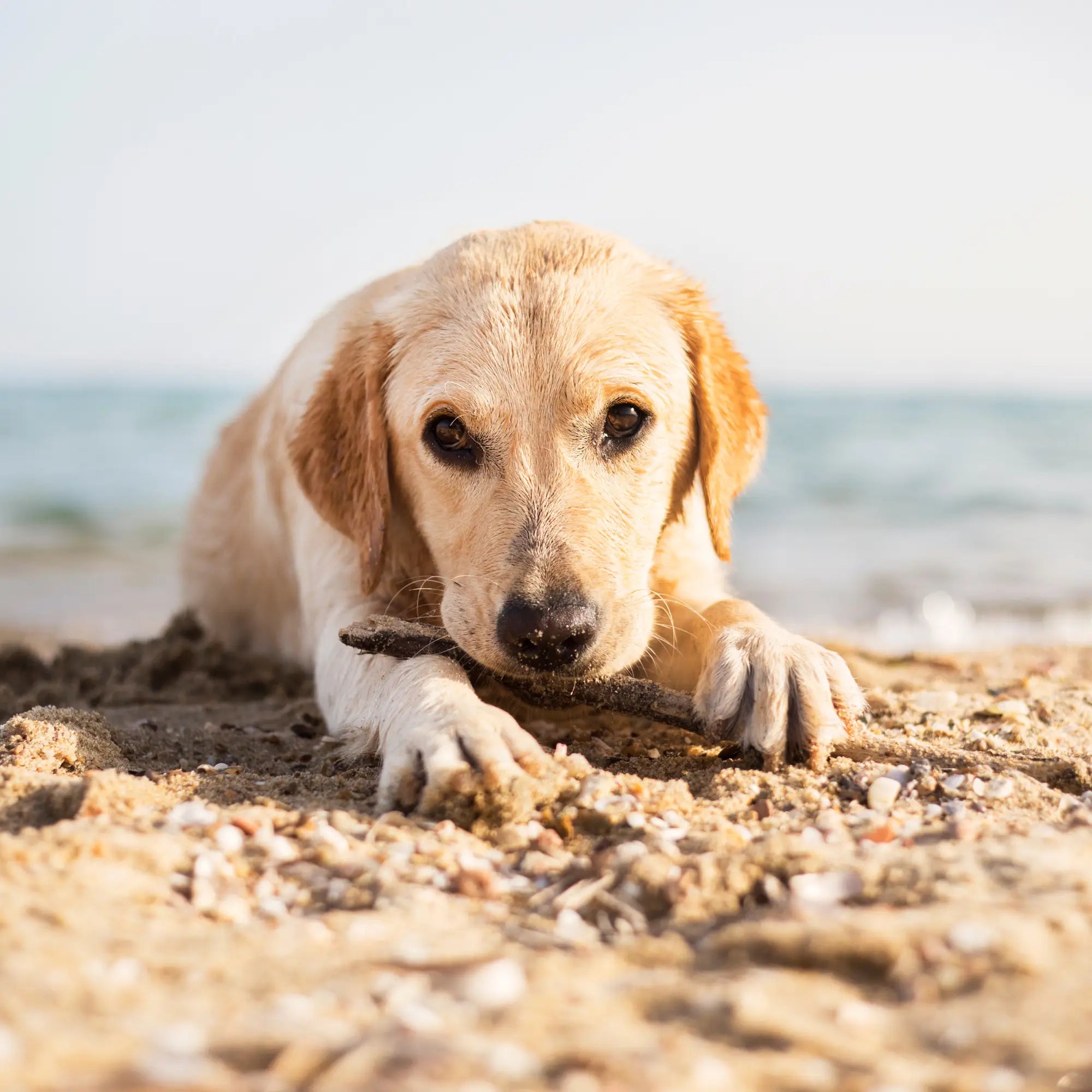 Golden retriever puppy with chew toy stick on beach sand in warmer weather