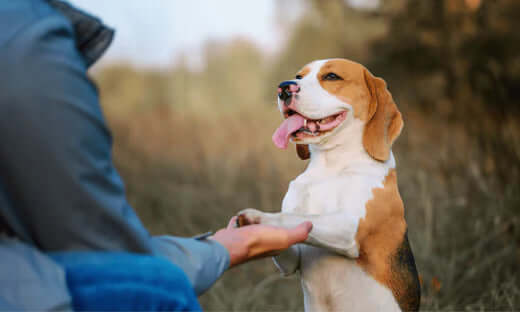 Beagle with brown and white fur in adjustable collar for Train Your Dog Month