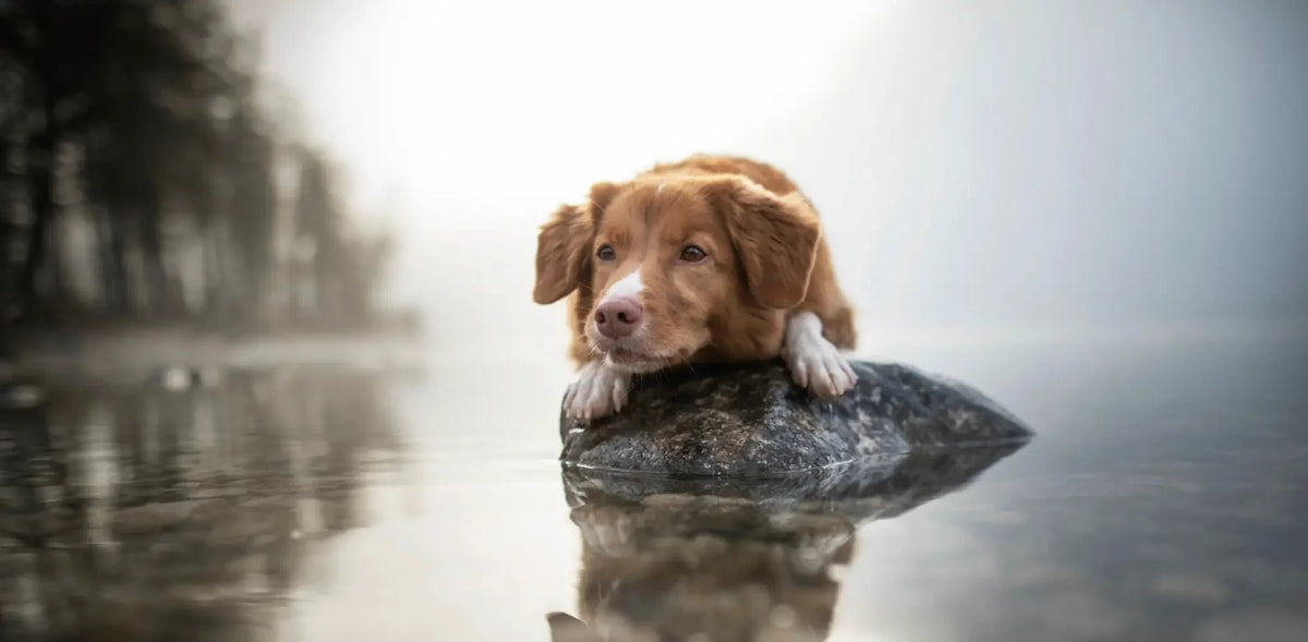 Brown dog in life preserver as safer alternative to rawhide chews