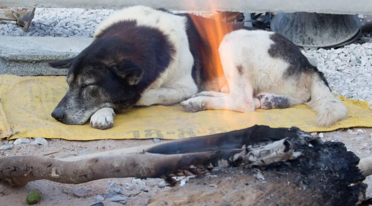 Black and white dog sleeping on yellow mat near charred wood in pet food ash context