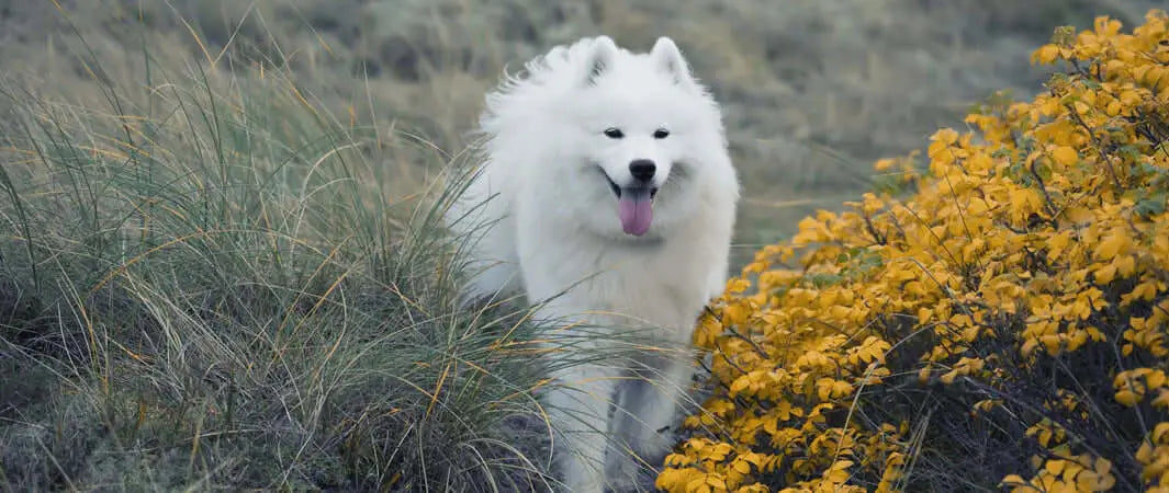 White fluffy dog walking through yellow flowers, highlighting dog diabetes chronic condition