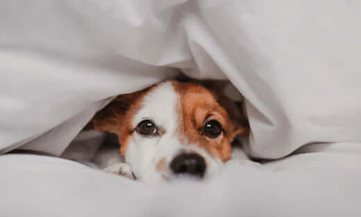 Comfortable white dog bed for furry friends spotting sickness signs