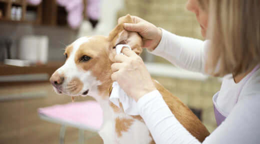 Dog grooming brush for preventing ear infections in dog’s ears
