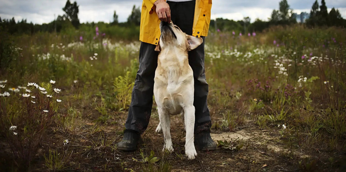Yellow raincoat and black boots with virtual dog in training session