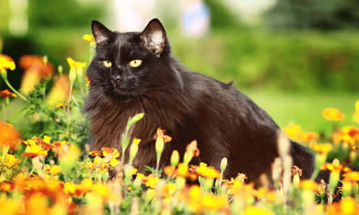 Black fluffy cat with yellow eyes amid orange flowers, benefiting from pets larder salmon oil for coat care