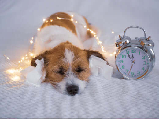 Classic silver alarm clock for pets larder on fireworks night