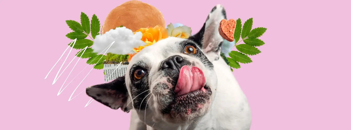 French bulldog in whimsical hat licks affectionately, exploring dog’s licking.
