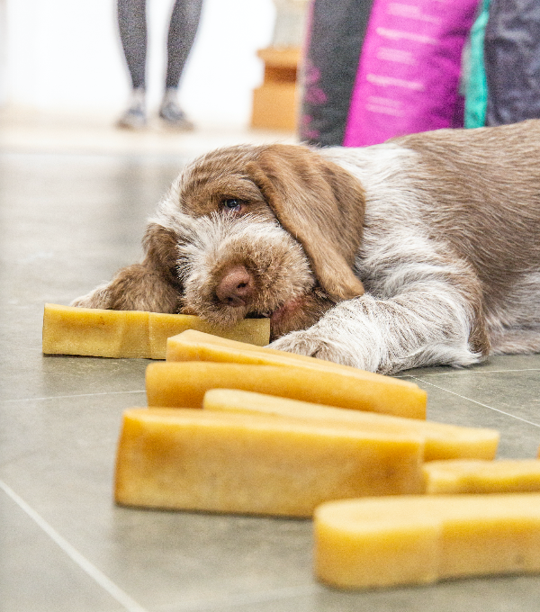 The Pets Larder Natural Pet Shop tough dog chews.