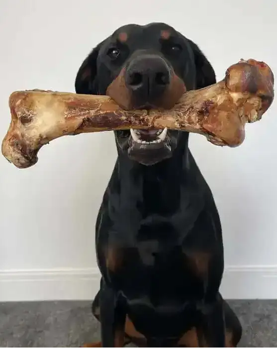 A black and tan doberman pinscher holds a large, natural-looking bone in its mouth.