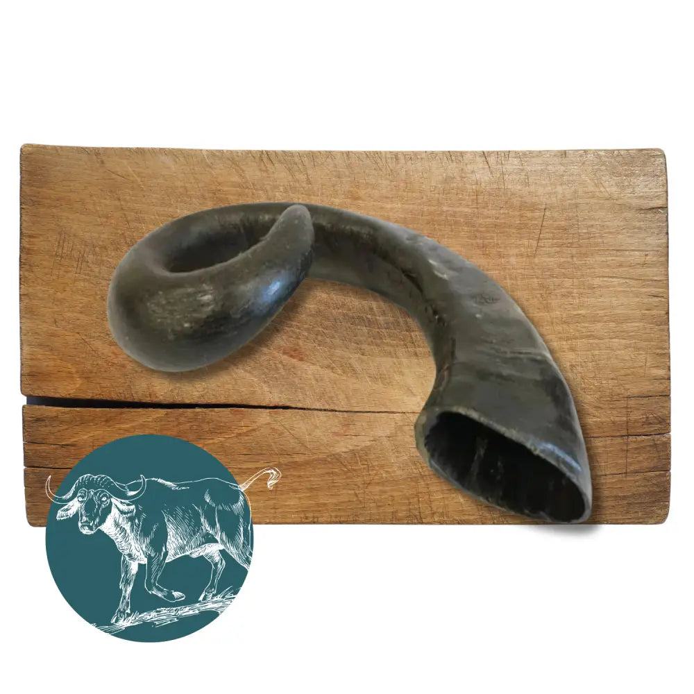 Black curved buffalo horn on wooden surface, natural dog chew