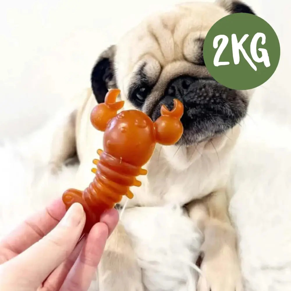 Orange pumpkin lobster chew toy for dog’s health with essential nutrients