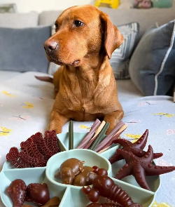 natural pet shop dog with vegetable chews