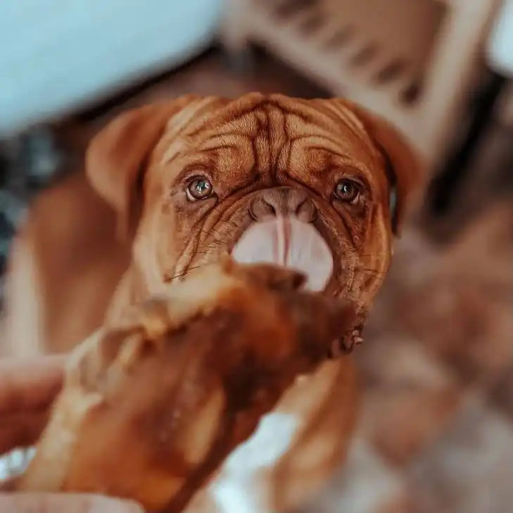 Chocolate-covered dog treat in a brown paper bag with crinkled edges and white string handle.