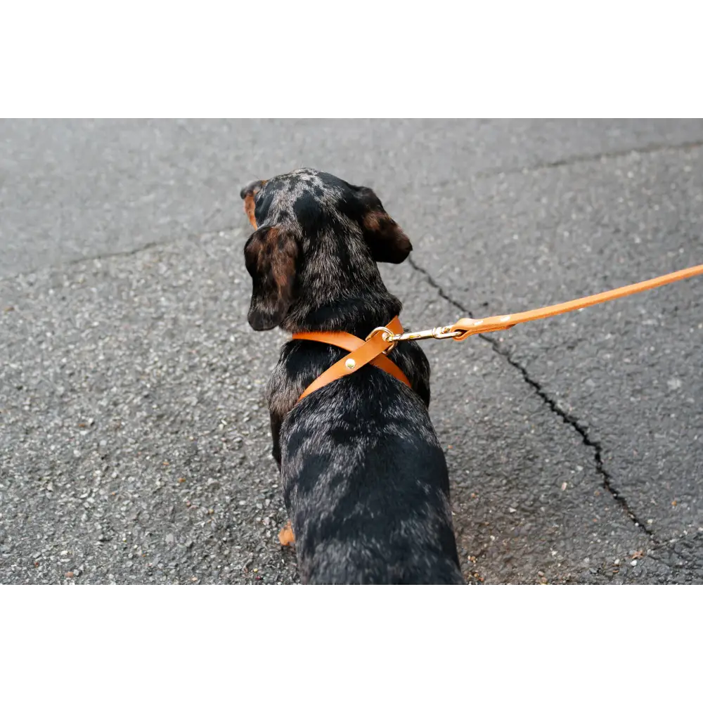 Orange nylon Cross Leather Harness with 2cm wide brass hardware and leash for small to medium dogs
