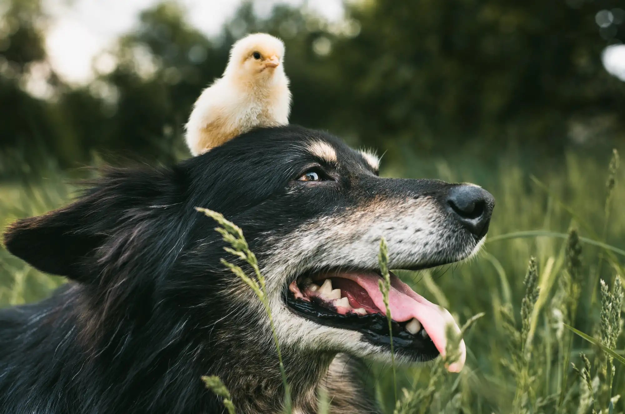 Fluffy yellow chick perched atop a black and white dog’s head