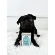 Black pug enjoying wild boar dog treats with dental tin