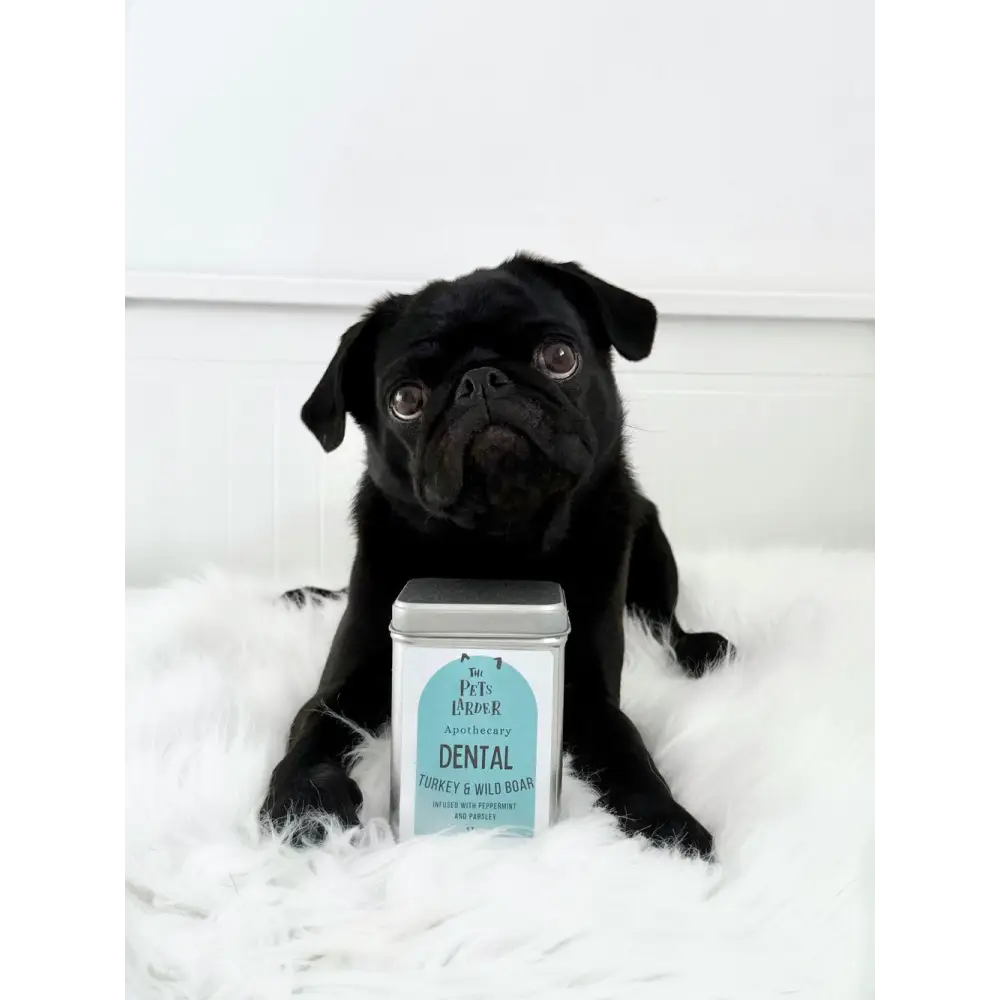 Black pug enjoying wild boar dog treats with dental tin