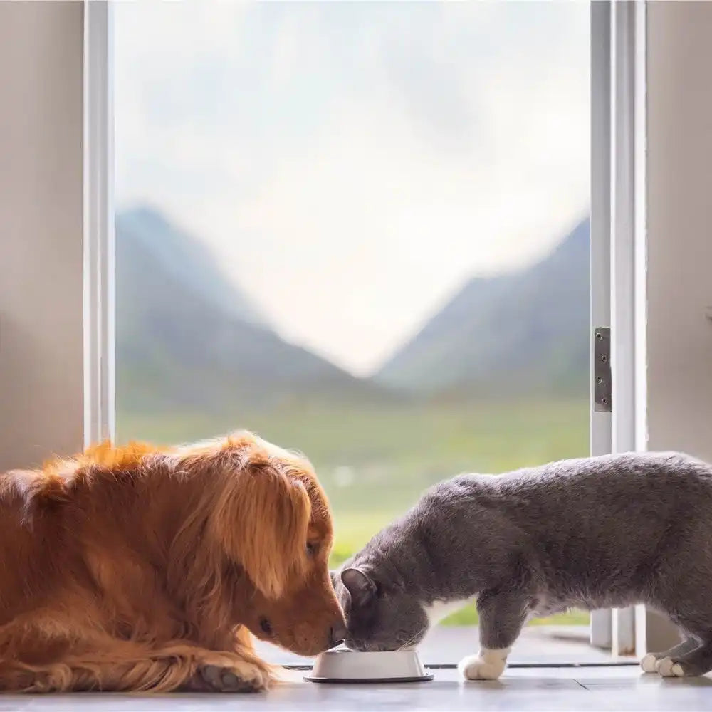 Golden retriever dog food bowl with gray cat design, ceramic material.
