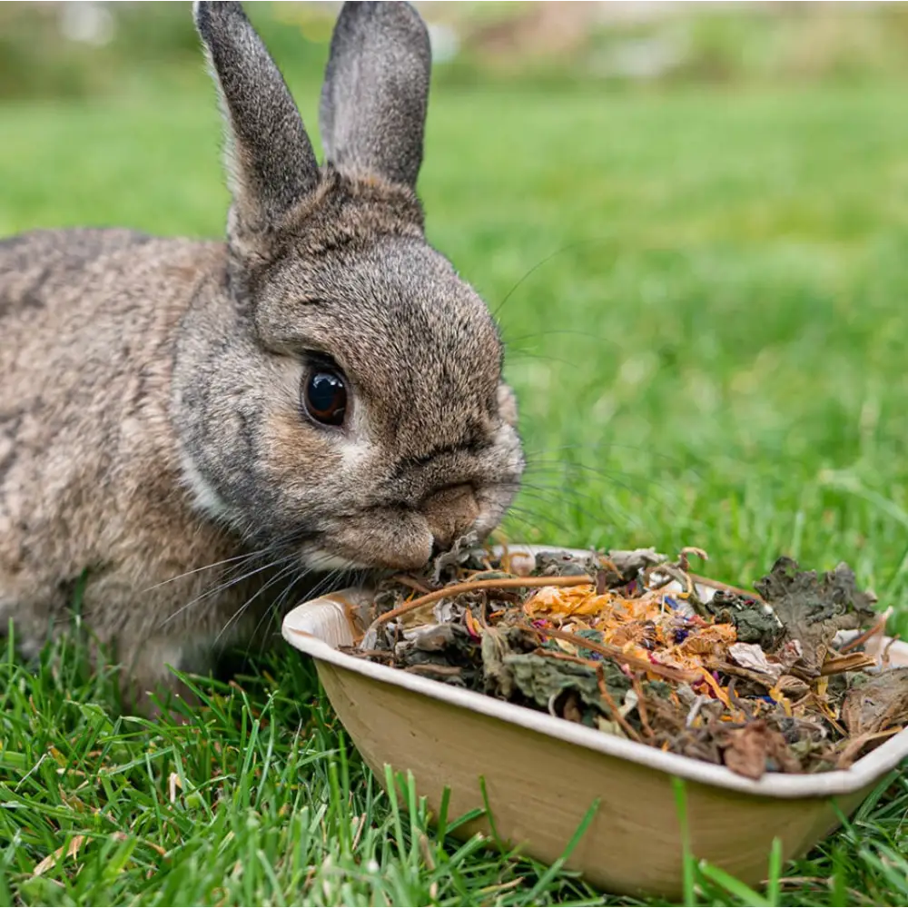Norah’s Flower Bowl with ceramic rabbit food in brown and green hues