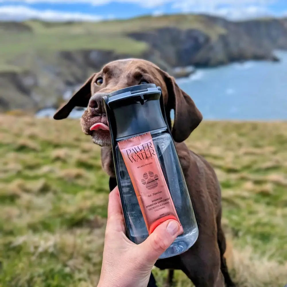Water bottle with paw print design, orange label, black cap for Pawer Water Gut Support