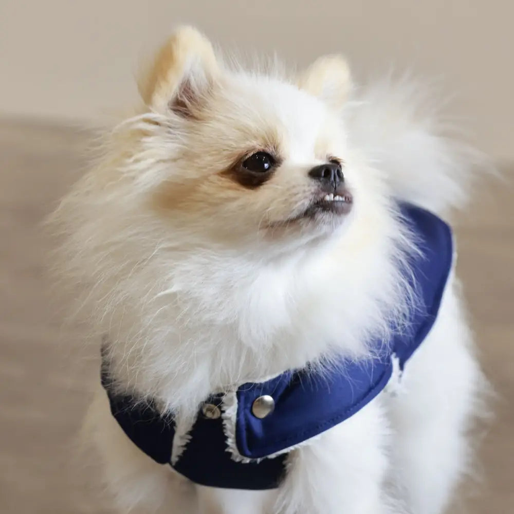 Blue denim dog harness with button details and fur trim on Soho Poms Waterproof Dog Jacket