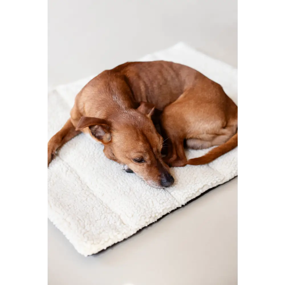 White plush dog bed on Travel Mat Sherpa with brown dog resting comfortably