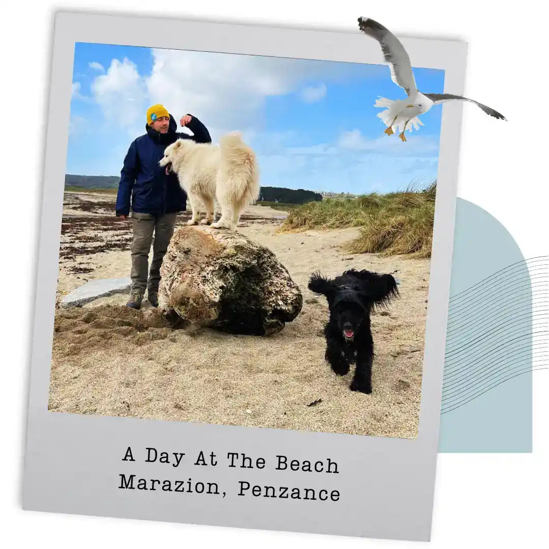 White fluffy dog standing on rock at beach