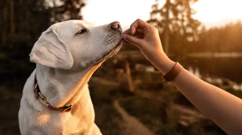 Dog being petted by a person from the natural pet shop with a sunset in the background