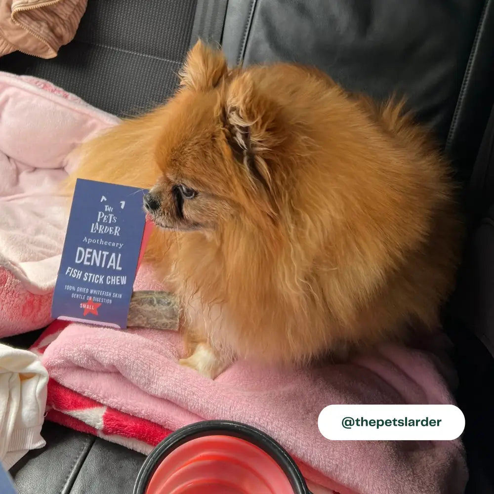 Wolf Fish Stick Chew Toy for Small Dogs with Blue Label