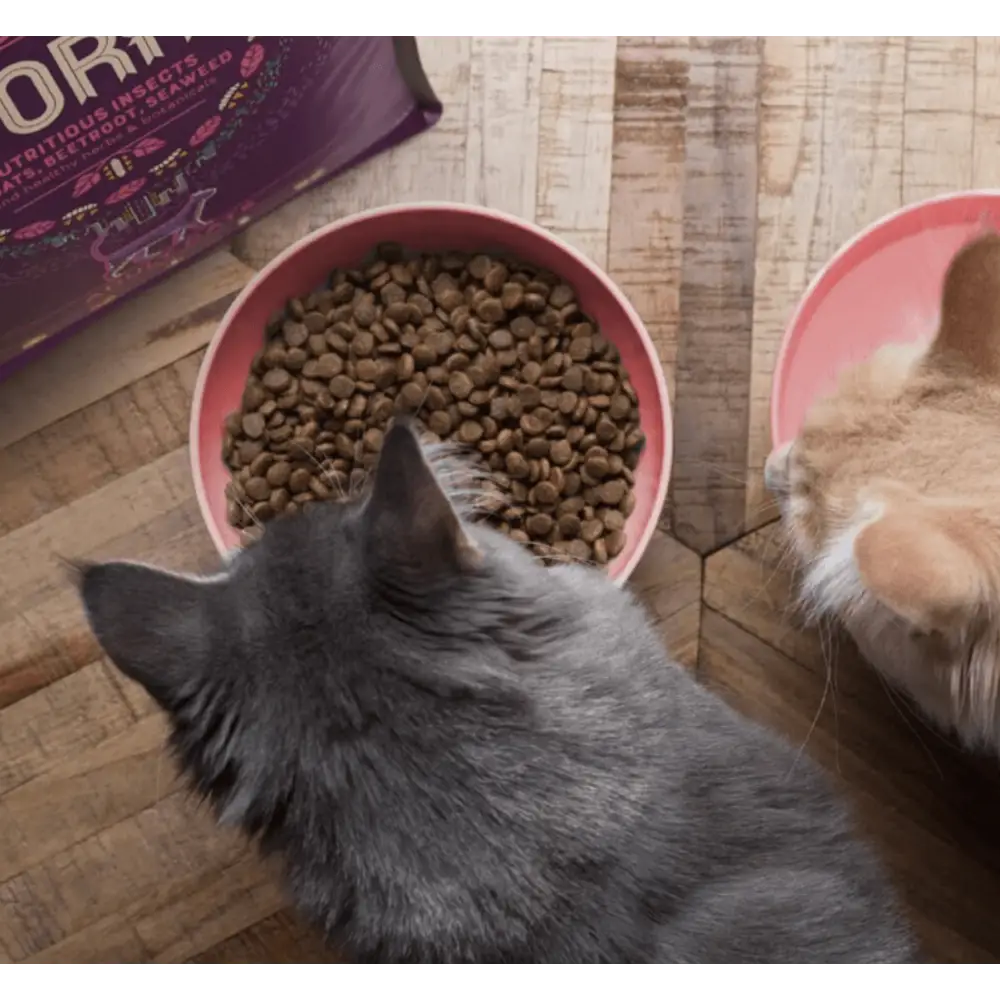 YORA Adult Cat pink ceramic bowl with kibble for joint care and gut health