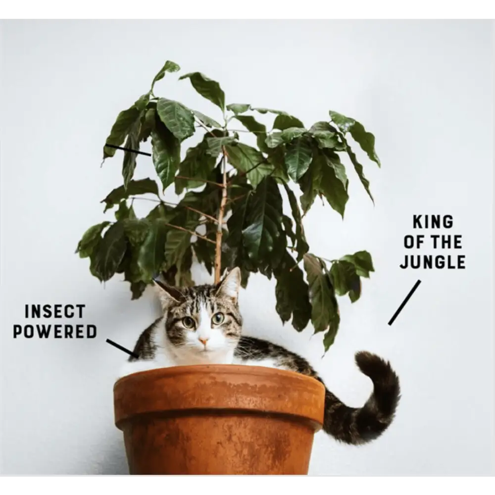 YORA Adult Cat terracotta pot with green leafy plant and striped cat for joint care and gut health