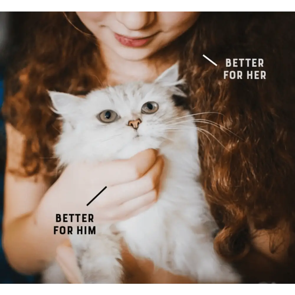 White fluffy cat with blue eyes held by person, YORA Adult Cat for joint care