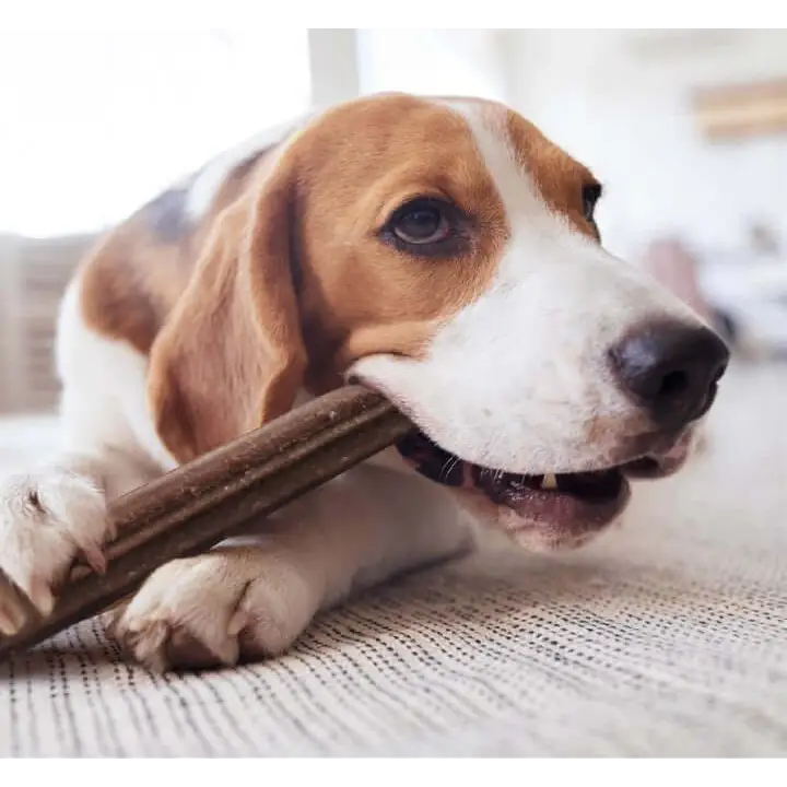 YORA large dental sticks with insect protein for fresh breath, beagle chewing