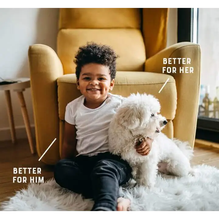 White fluffy dog with curly tail sits on fur rug enjoying YORA dental sticks