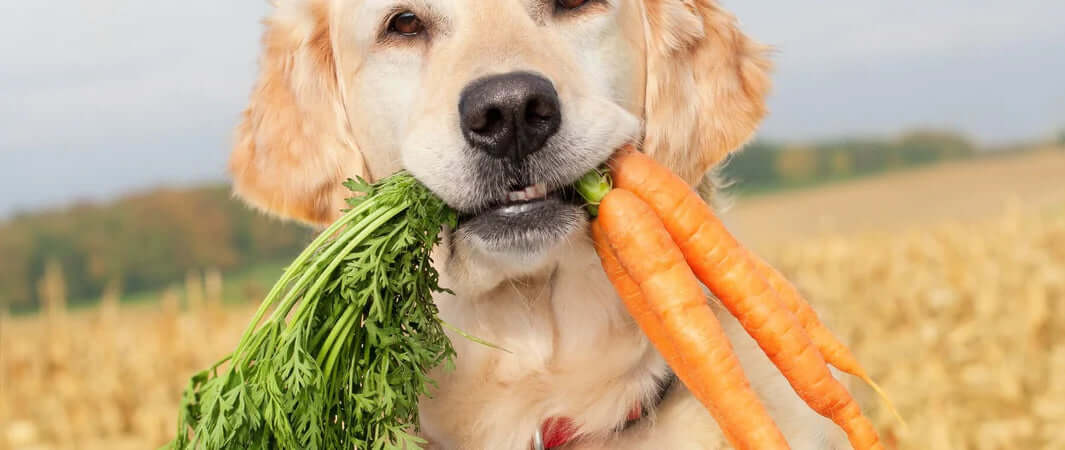 Is a Plant Based Diet a Reality for Our Dogs in 2022? - Dog Holding Carrots in His Mouth - The Pets Larder A Natural Pet Shop 