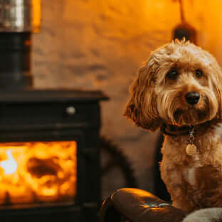 Cosy Dog Friendly Pubs and Cafes In Cornwall - The Pets Larder Natural Pet Shop 